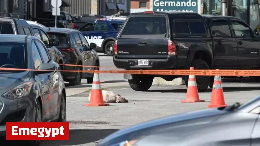 Quebec Resident Speaks Out Against Dangerous Dogs Following Recent Attack