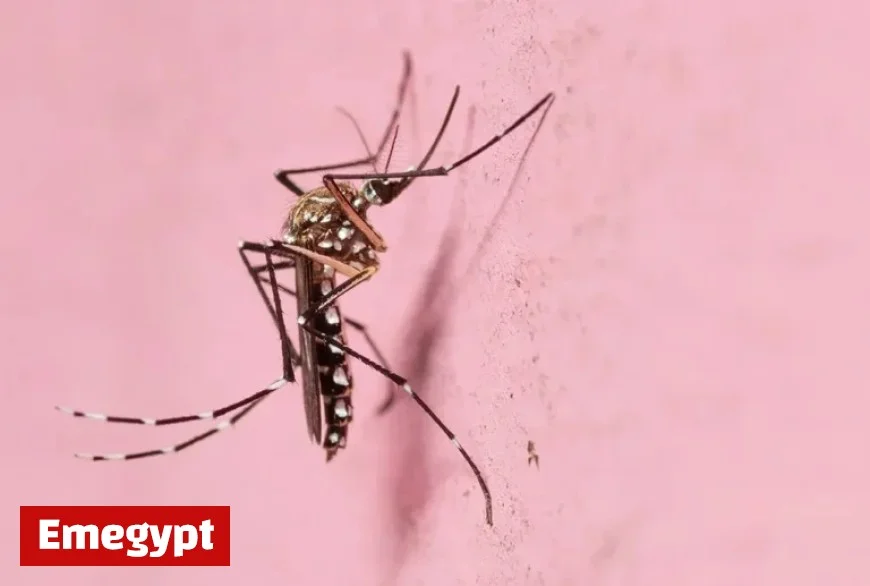 Yellow Fever Mosquito Thrives and Spreads in Dry Las Vegas Conditions