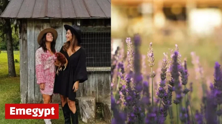 Ferron Sisters Reveal Surprising Future Plans for Maison Lavande That Fans Won’t Want to Miss