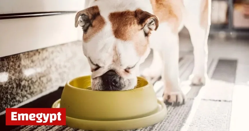 Popular dog food brand urgently recalled over salmonella contamination fears