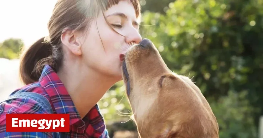 Urgent Warning from Vet: Dog Disease Transmittable to Humans