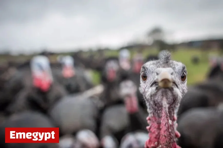 Thanksgiving Weather Alert Issued by Old Farmers Almanac for Oregon and Pacific Northwest