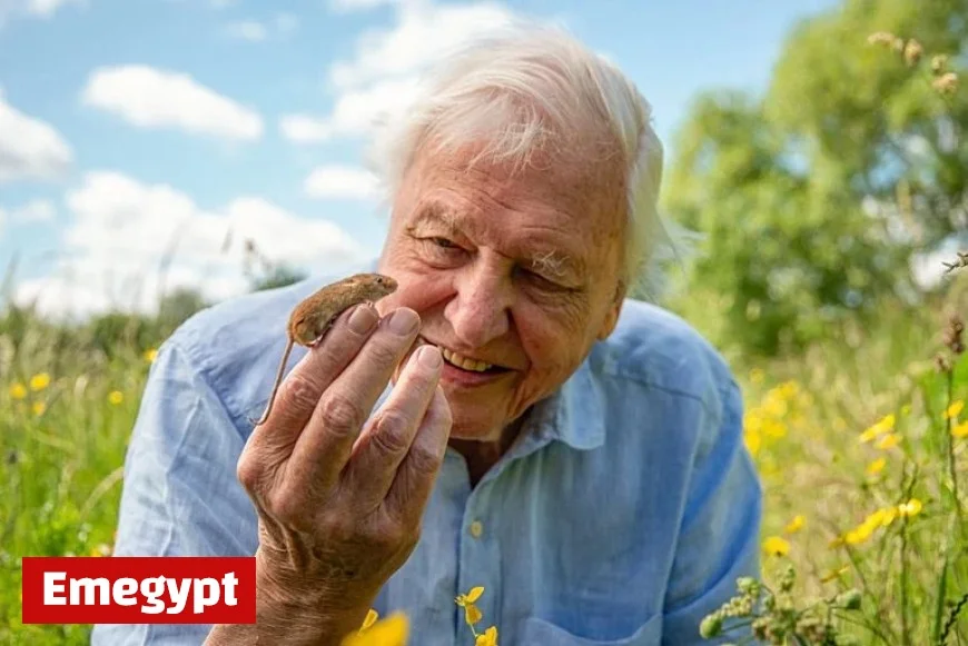 David Attenborough’s New BBC Project Filmed in Unexpected Location as He Approaches 100th Birthday