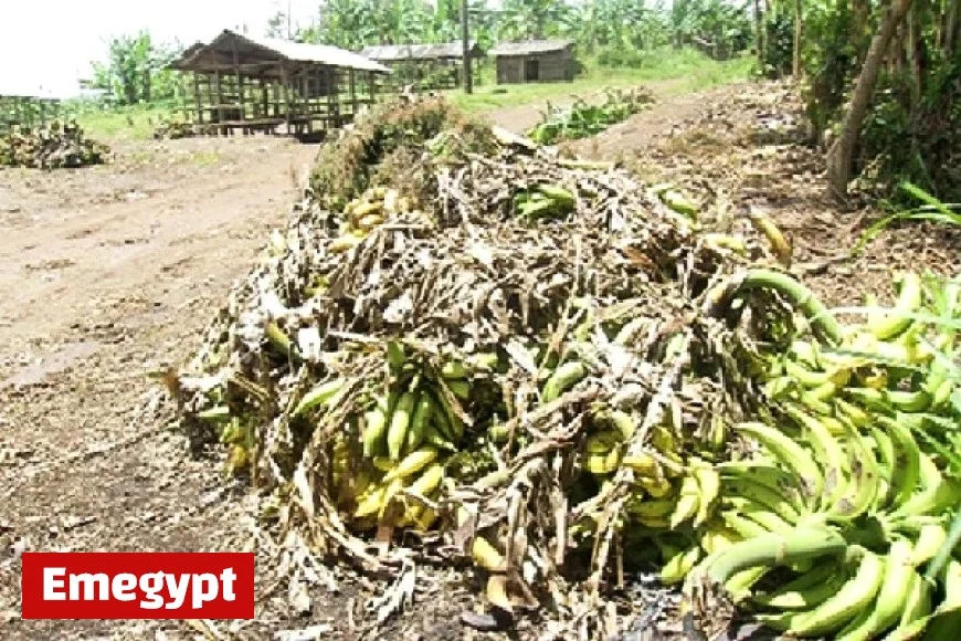 Agribusiness Experts Warn: Ghana’s Food Losses Could Sustain Ashanti Region for Over a Year