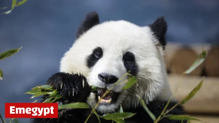 Smithsonian Museums and National Zoo Face Closure Amid Government Shutdown Impact