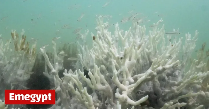 Scientists Warn Climate Tipping Points Are Being Crossed Ahead of COP30 Summit