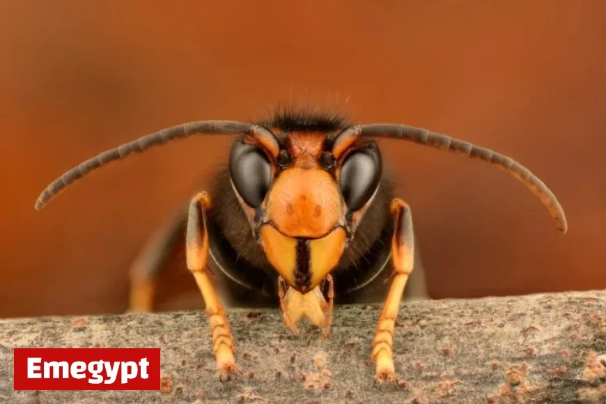 Stay Alert as Asian Hornet Confirmed in Belfast Breaking Records