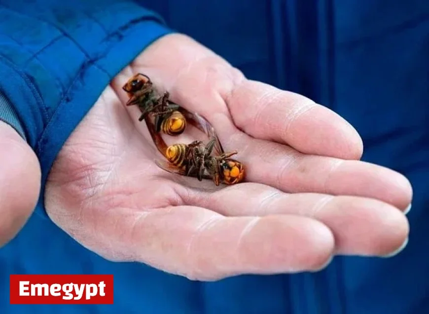 First-ever sighting of harmful Asian hornet in Northern Ireland prompts urgent warning