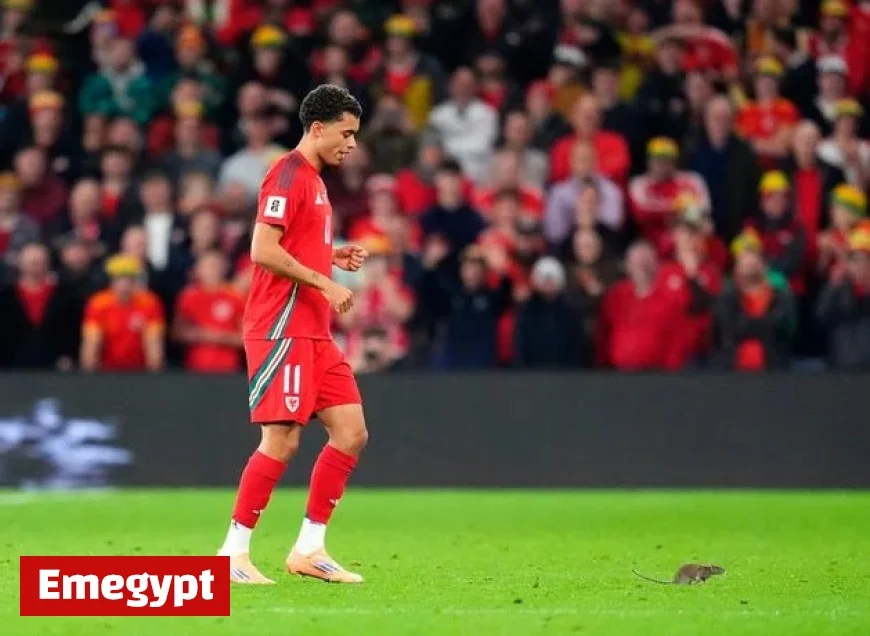 Rat Disrupts Belgium’s Triumph Over Wales in Cardiff Match