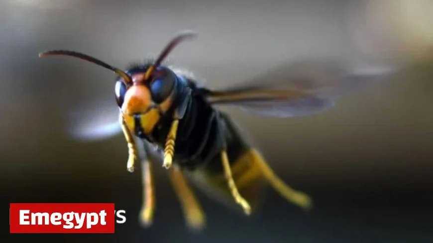 First Ever Asian Hornet Sighting Confirmed by Northern Ireland Environment Agency