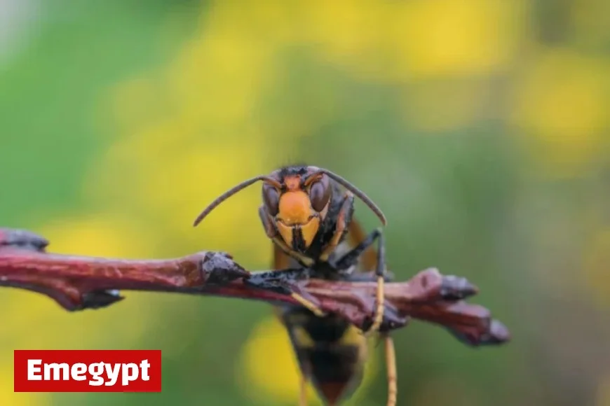 First Confirmed Sighting of Asian Hornet in Northern Ireland Sparks Concern