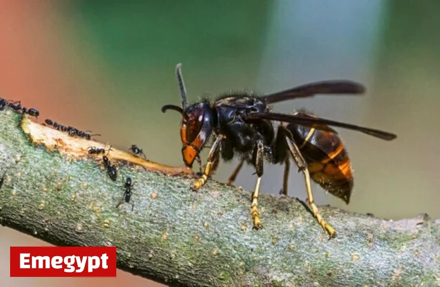 Confirmed Asian Hornet Sighting in the North Marks a First