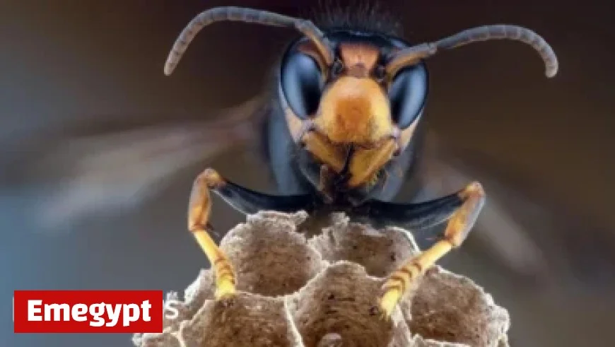 World Cup Qualifier: Super Eagles Aim for Triumph While Hoping for South Africa’s Misstep