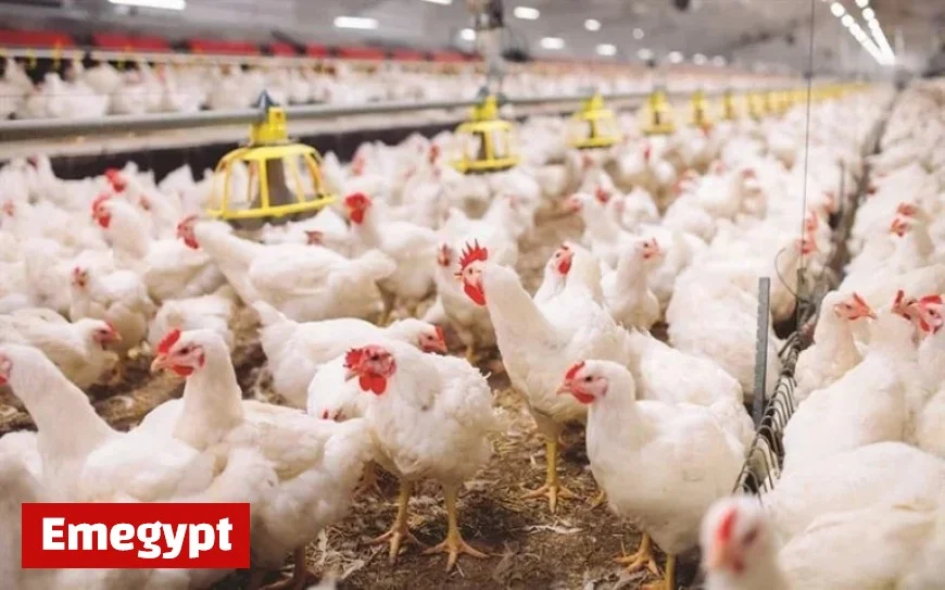 Iraq Halts Chicken Imports from 39 Countries Amid Bird Flu Crisis