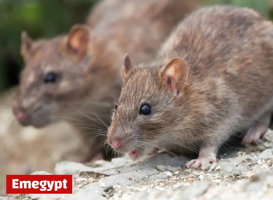 Kildare Wholesaler Banned from Selling Dry Goods Due to Rat Infestation
