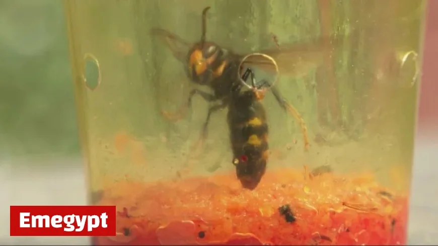 Beekeepers Alarmed as Asian Hornet Discovery in Dundonald Poses Major Concern