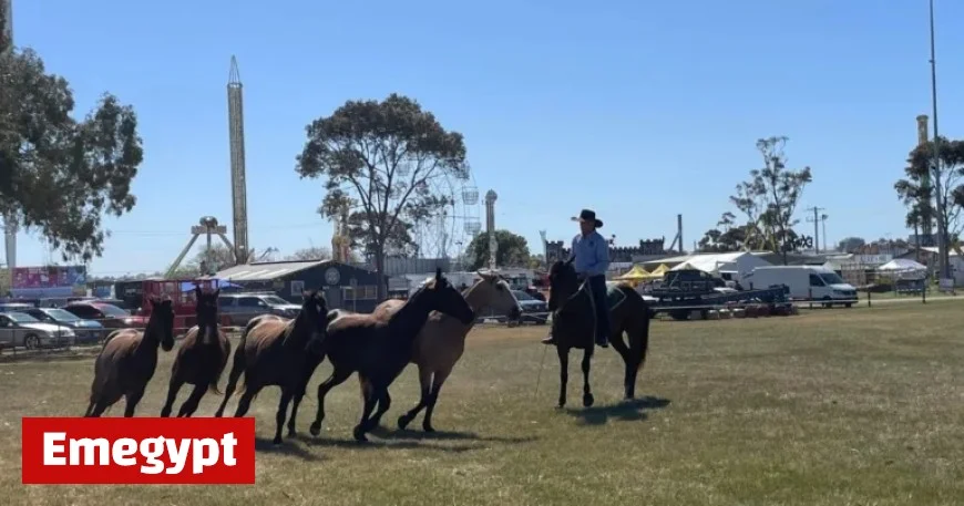 Guy McLean Delivers Spectacular Performance at Royal Geelong Show