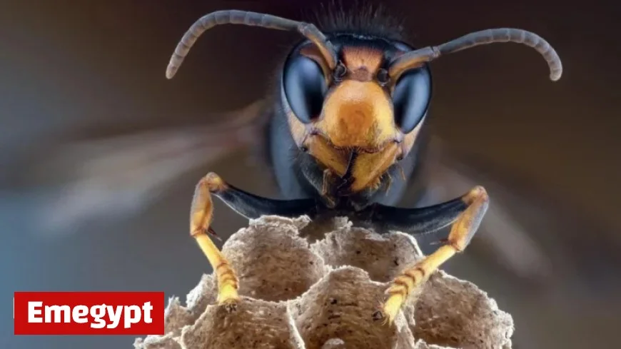 Confirmed Sightings of Asian Hornets Increase in Belfast