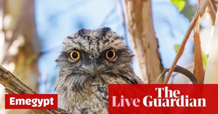 Live Coverage: Discover the Winner of the Australian Bird of the Year 2025 Contest