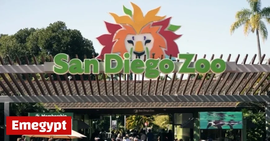 Gorilla Denny Shatters Glass at San Diego Zoo Enclosure in Startling Encounter