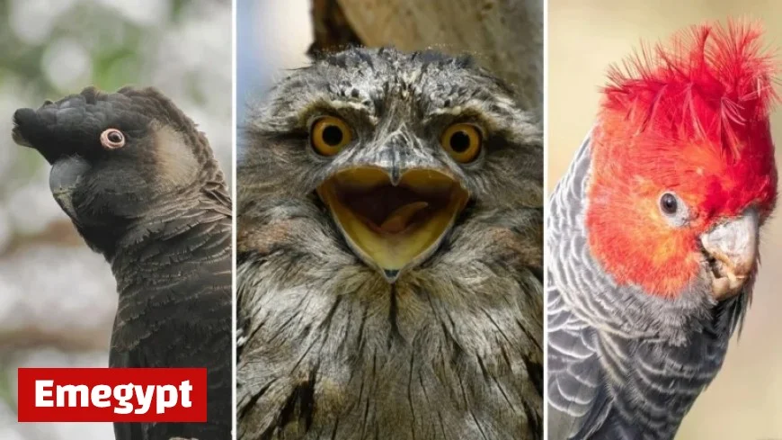 Discover Australia’s Bird of the Year 2023 Winner