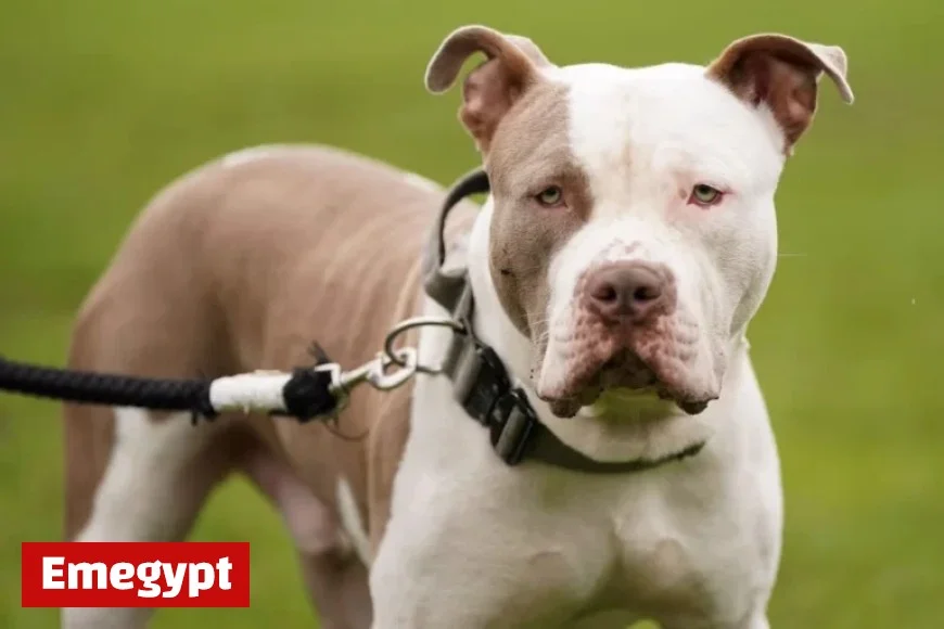 Ex-Premier League Footballer Penalized for XL Bully Dog Attack