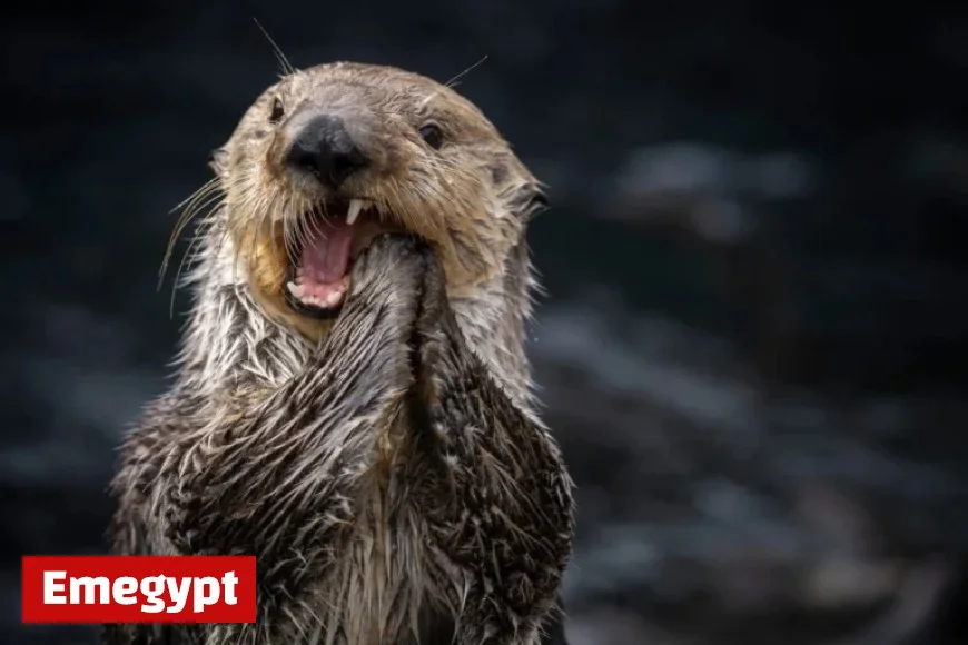 Taylor Swift Sparks Revival of 30-Year-Old Monterey Bay Aquarium Otter Tee