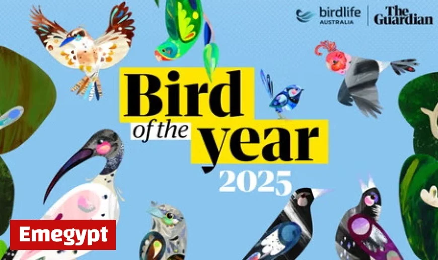 Australian Bird of the Year 2025 winner: Tawny Frogmouth finally takes the crown after three near-misses