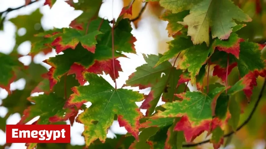 Discover When Rain Could Break the Spell of Dry Conditions and Fall-like Temperatures This Week