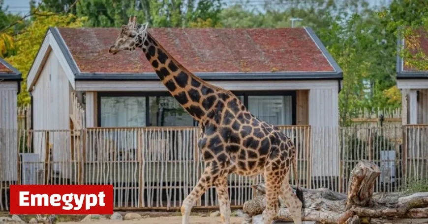 Explore Exciting Job Opportunities at Chester Zoo including a Giraffe Caretaker Position