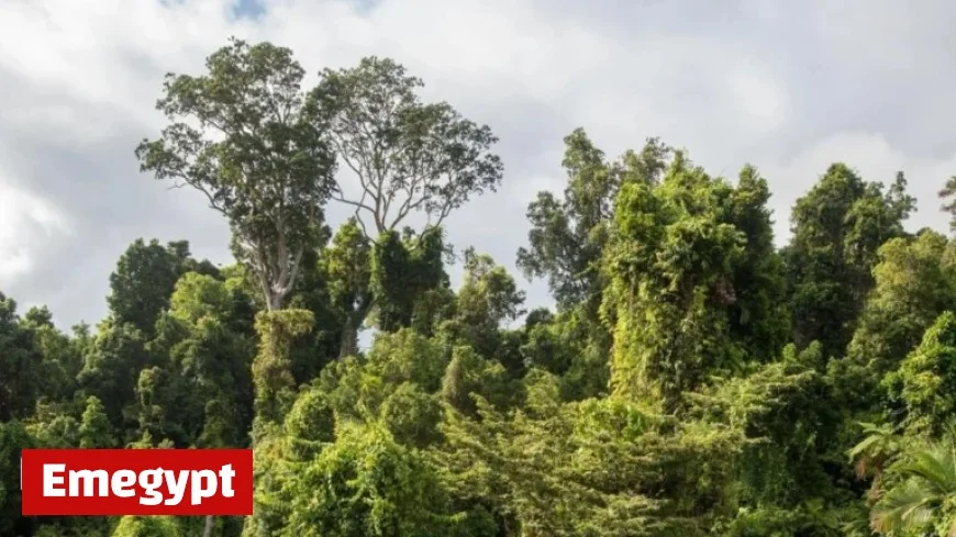 Scientists Warn Australia’s Rainforests Emitting More Carbon Than They Absorb