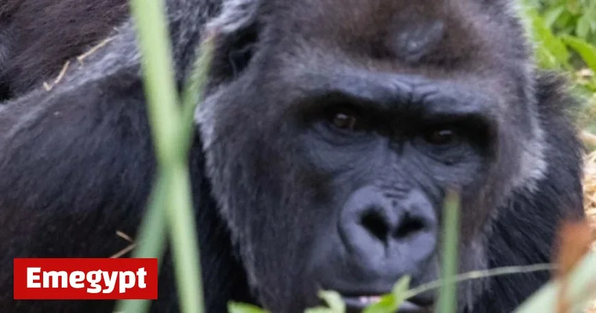 Trespasser Captures Gorillas at Former Bristol Zoo Banging on Windows Years After Closure