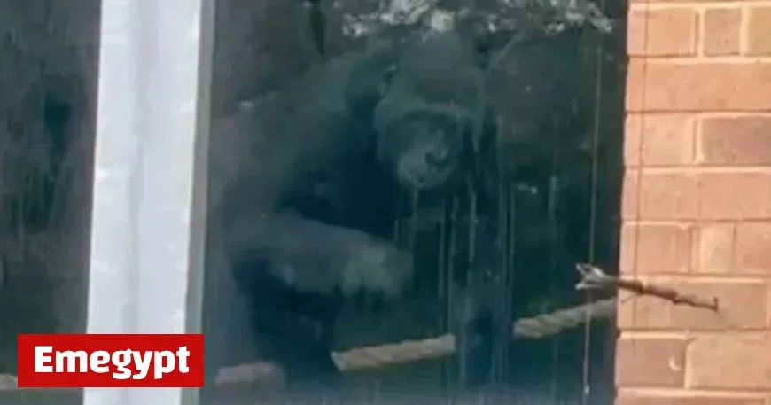 Loneliest Gorillas Found in Abandoned Enclosure Years After Zoo Closure