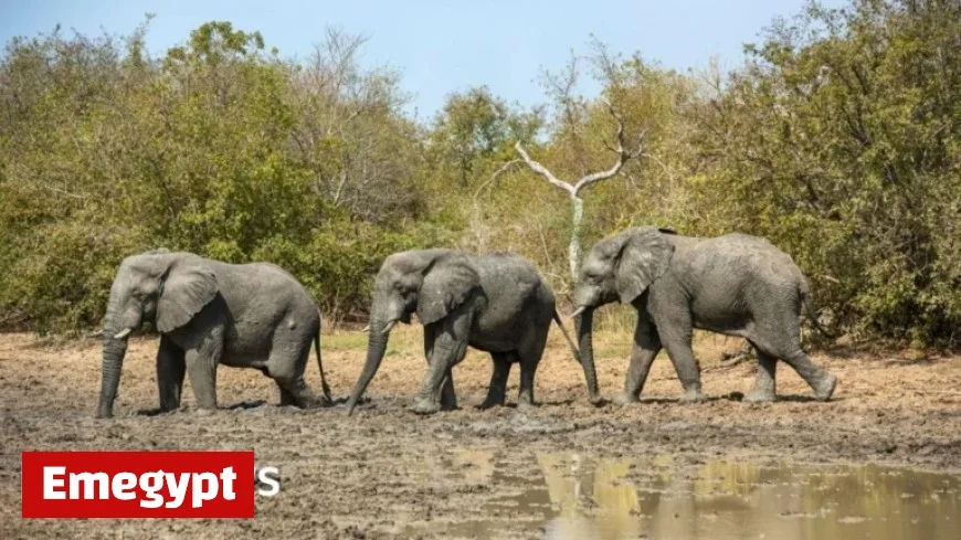 Chad Reestablishes Partnership with Wildlife Charity Associated with Prince Harry