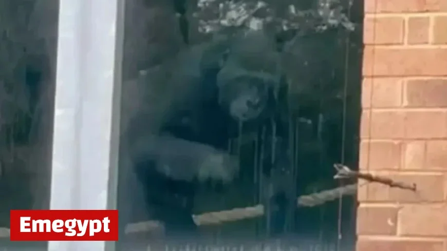 Loneliest Gorillas Discovered at Abandoned UK Zoo Three Years After Closure
