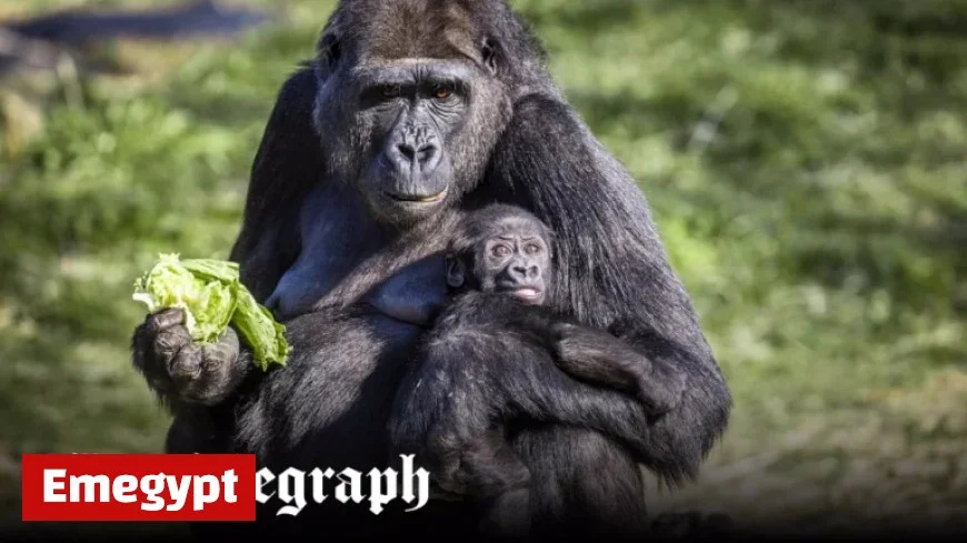 Abandoned Gorillas Struggle in Zoo Closed for Three Years