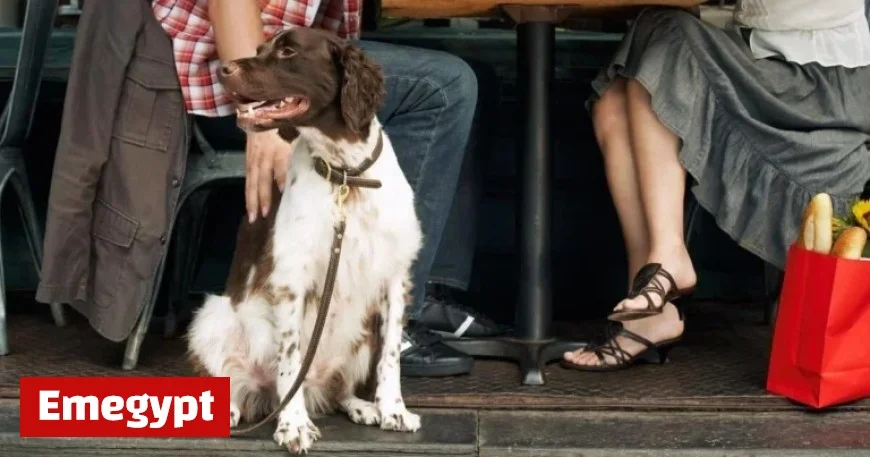 Salmonella Outbreak in Canada: 31 Ill and 7 Hospitalized Linked to Contaminated Dog Food and Treats