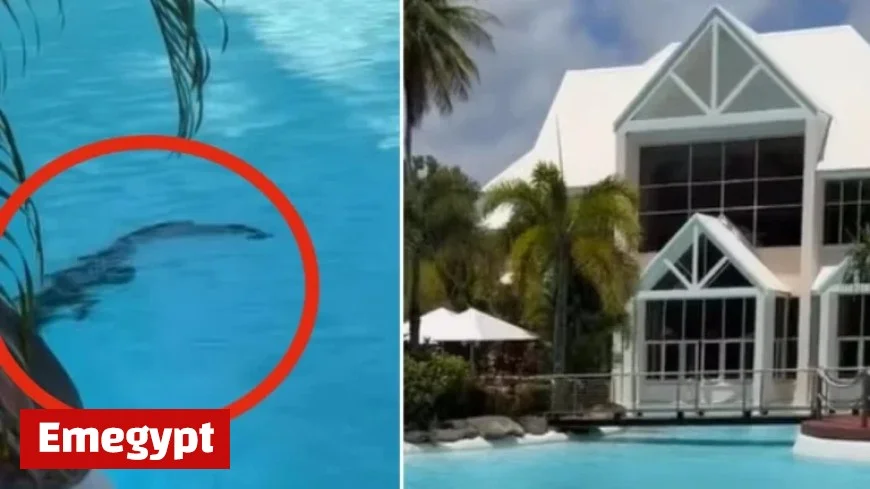 Hotel Guest Shocked as Crocodile Lounge in Pool Ignored by Others