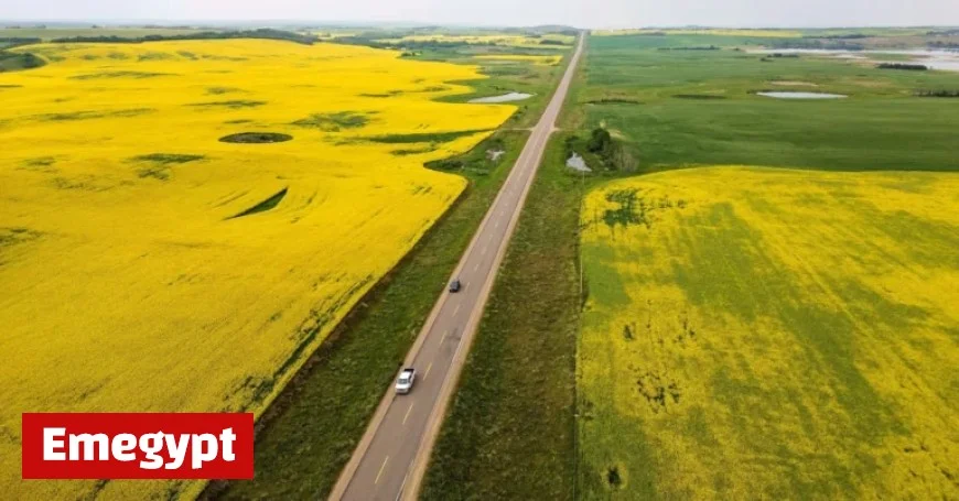 Canada China engage in talks over canola trade and EV disputes reports Ottawa