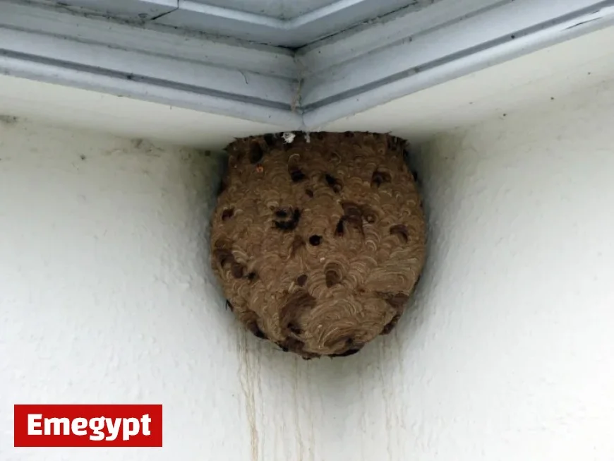 Discovery and Elimination of Asian Hornet Nest Reported by ITV News