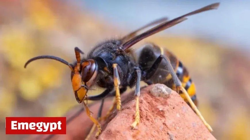First Asian Hornet Nest Found in Northern Ireland: What You Need to Know for Your Safety