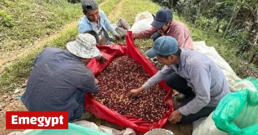 Guerrero Ranks Among Top Five Coffee Producers in the Country Discover the Three Leading Regions
