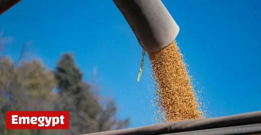The Global Rise of Soybeans How They Conquered America and Beyond