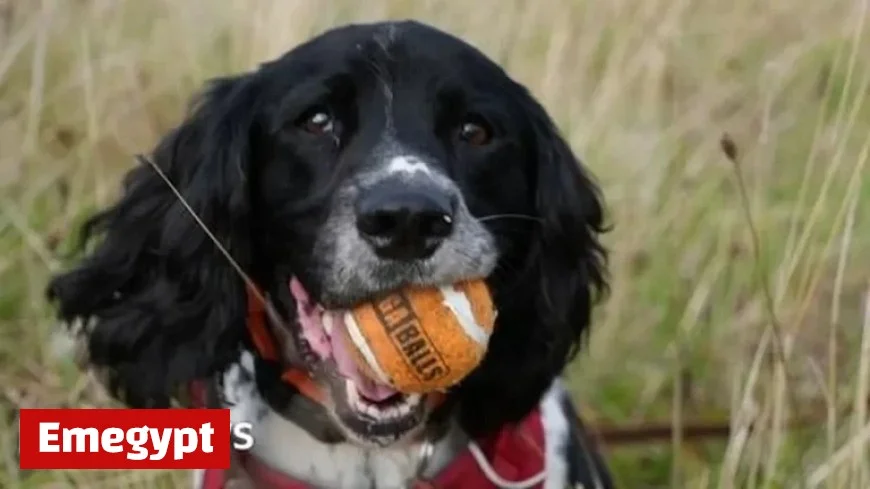 Resilient Dog Henry Earns Global Wildlife Hero Award