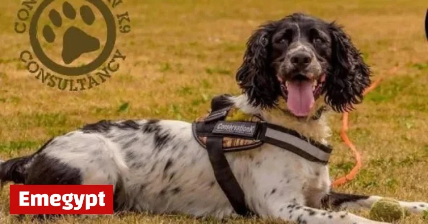 Wrexham’s Wildlife Crime-Fighting Dog Honored with Animal of the Year Award