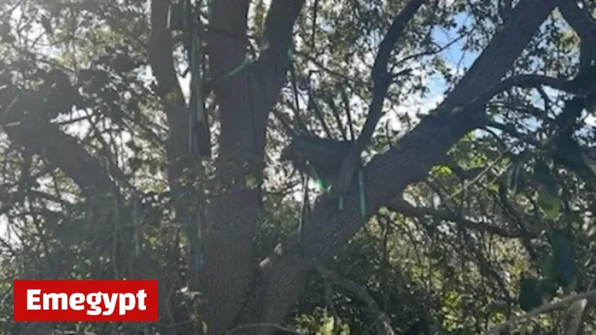 Secret Service Discovers Suspicious Hunting Stand Near Air Force One Landing Area in Florida