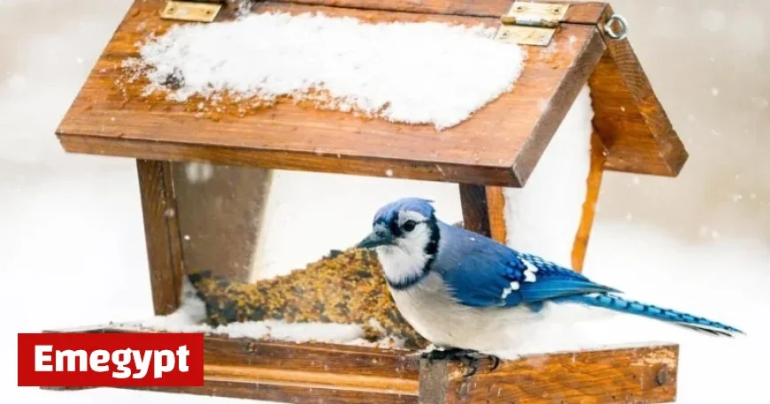 Seattle Expert Discusses Whether Toronto Blue Jays Mirror Their Bird Namesake