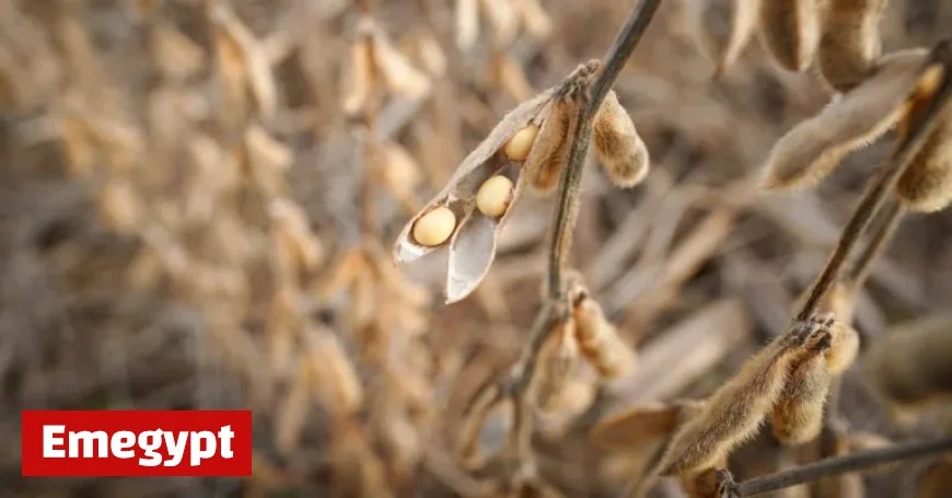 China Halts US Soybean Imports in September for First Time in Seven Years