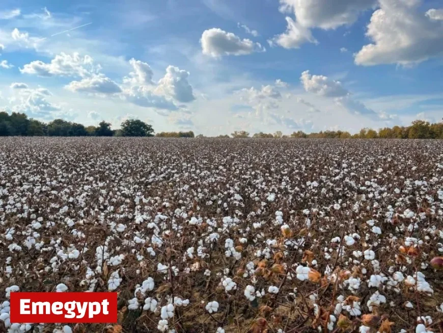 Midday Surge in Cotton Trading Prices