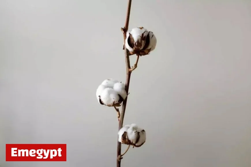 Cotton Prices Drop Amid Midweek Weakness